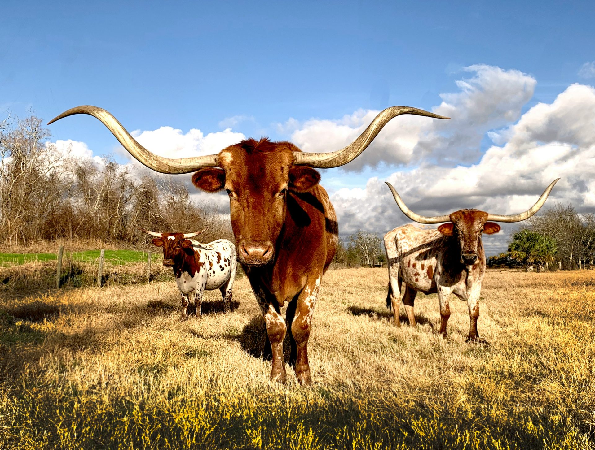 how to start an airbnb in texas